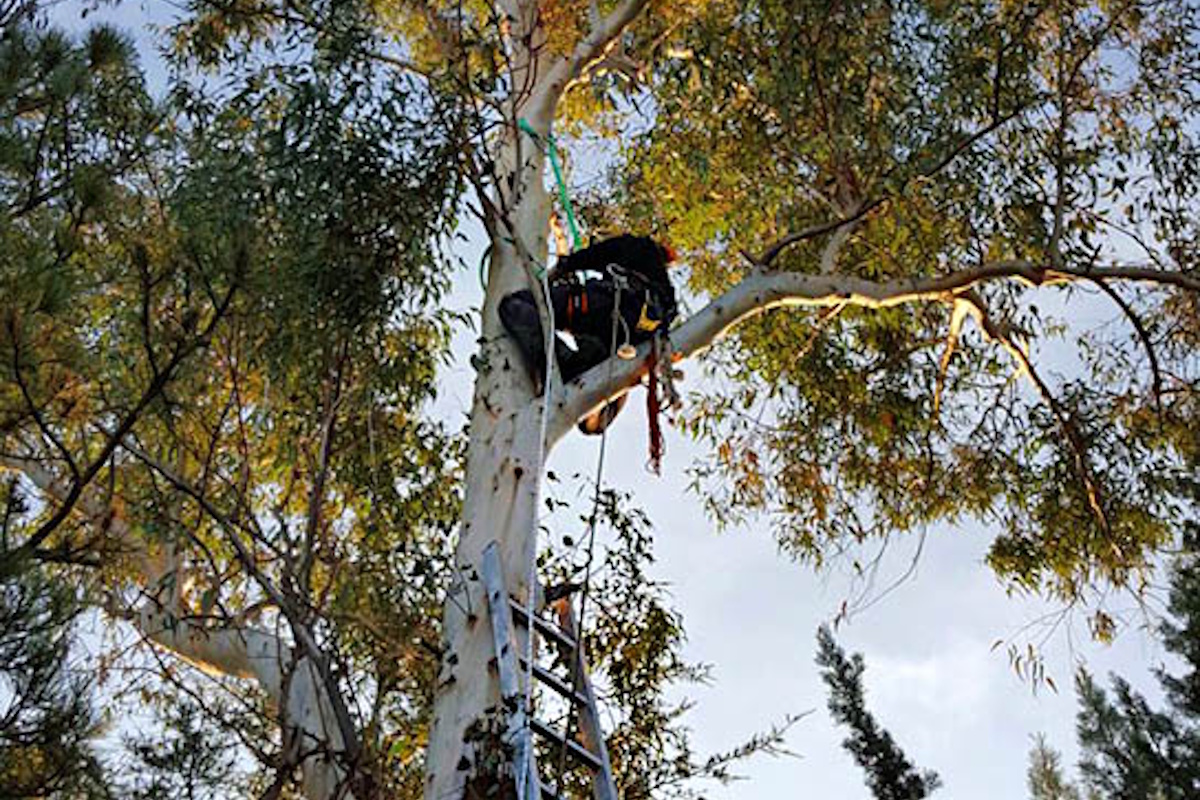 Aplicación de técnicas específicas en podas de árboles en altura Castelldefels