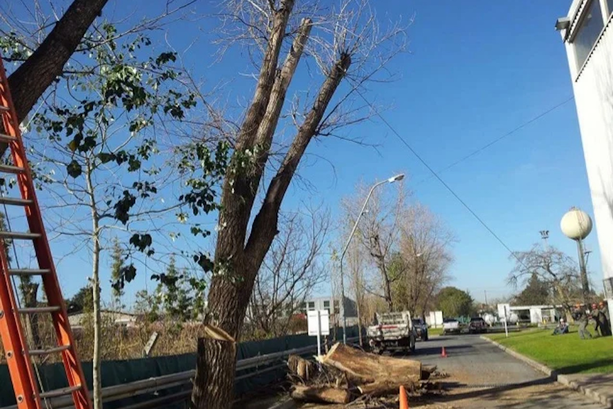 Retirada de ramas secas en podas de árboles en altura Castelldefels