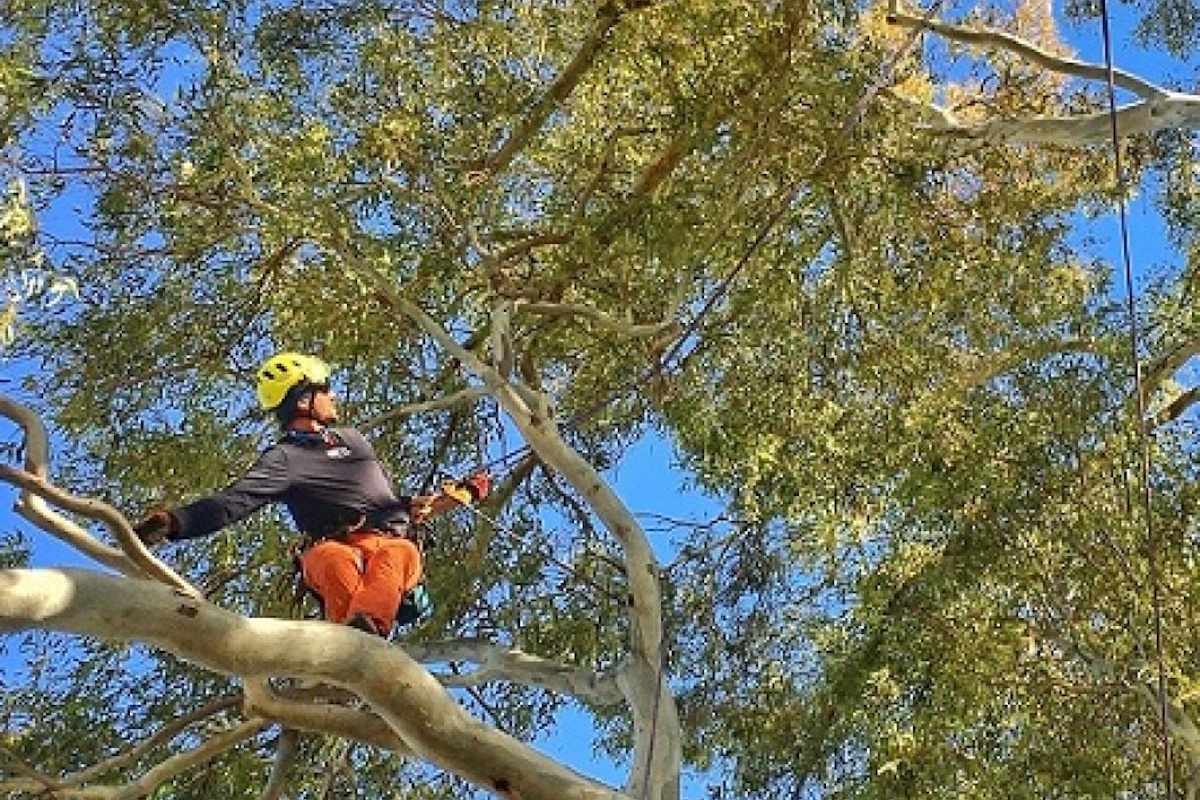 Árbol podado con cuidado en podas de árboles en altura Castelldefels