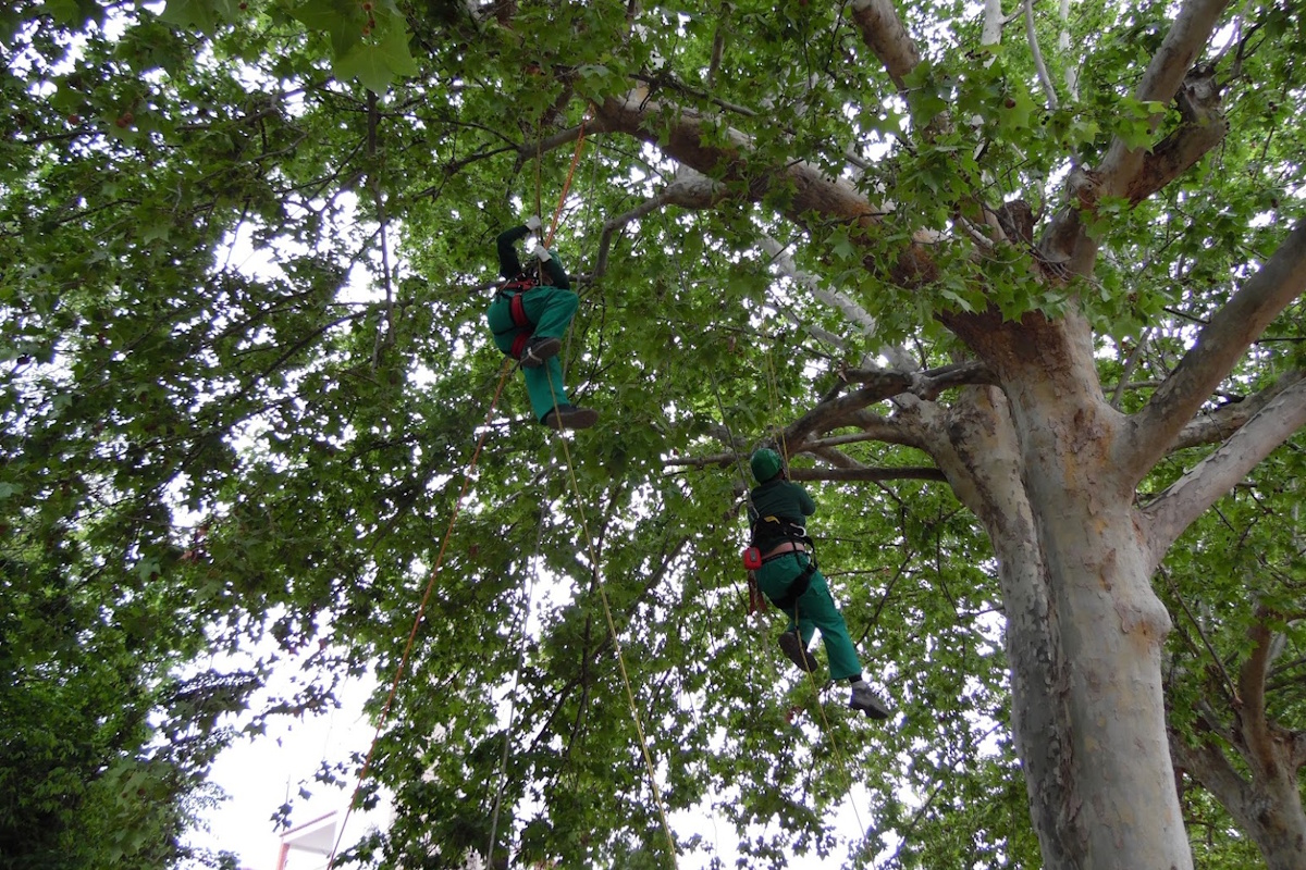 Personal cualificado realizando podas de árboles en altura Castelldefels con maquinaria